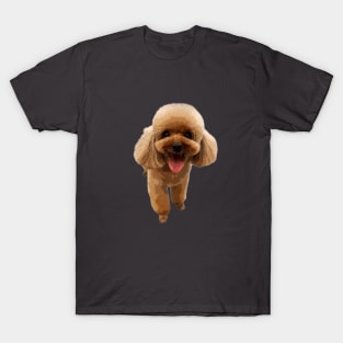 Poodle Puppy Dog Mini Toy Teacup T-Shirt